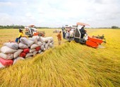 Vĩnh Long: Chi 400 tỉ đồng xây Bảo tàng nông nghiệp    