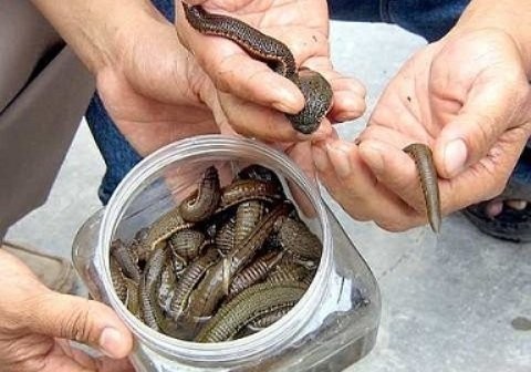Lịch sử chiêu trò “xúi bậy” của dân buôn Trung Quốc