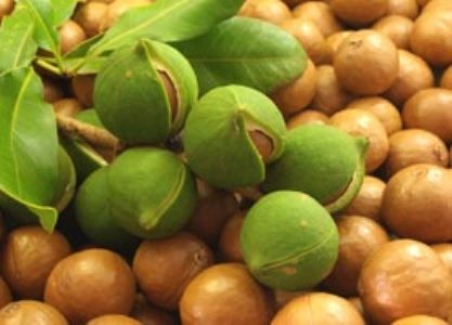 Xuất hiện cây “tỷ đô” mới ở Việt Nam