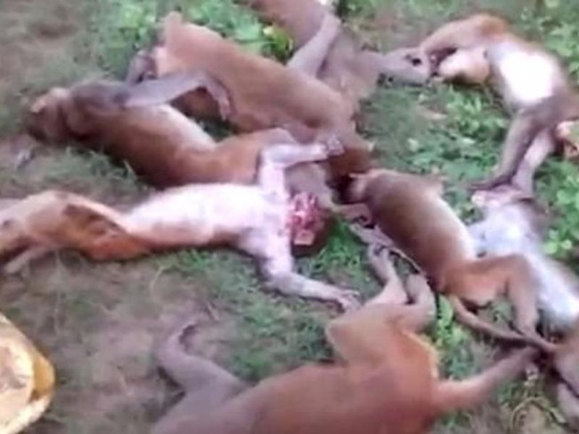 Gặp hổ, bầy khỉ chết vì nhồi máu cơ tim