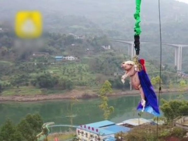 Heo là con vật đầu tiên trên thế giới nhảy bungee. Ảnh:
