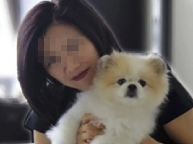 Chú chó giống Pomeranian hiện sẽ được cách ly và kiểm tra liên tục cho đến khi âm tính với virus. Ảnh: FACEBOOK