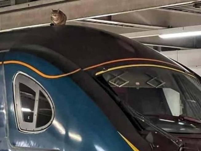 Tàu điện ngầm hoãn giờ chạy vì mèo lên nóc tàu nằm ngủ