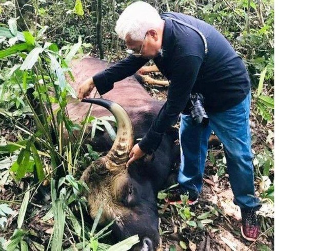 Bò tót nặng 800 kg chết ở Đồng Nai 'có thể do già yếu'