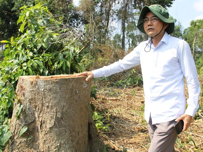 Lãnh đạo Đồng Nai kiểm tra vùng cây bị đốn ở khu bảo tồn