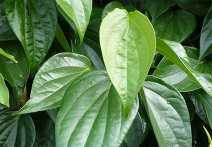 Mẹo hay chữa “viêm cánh”