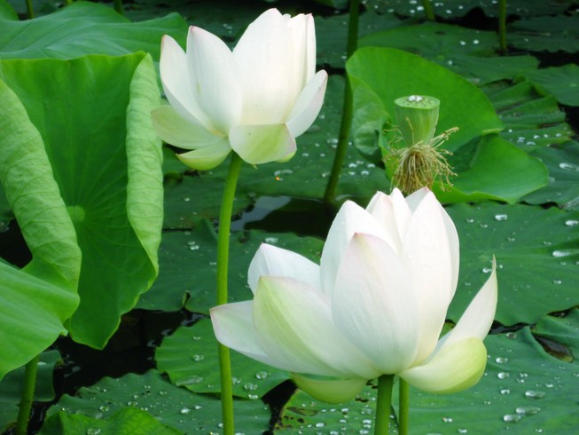 Tác dụng kỳ diệu của cây sen