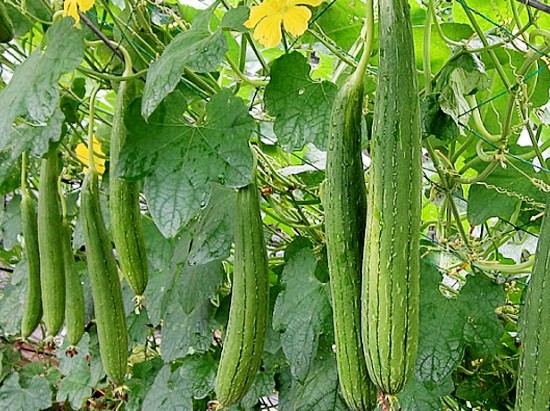 Tác dụng của cây mướp