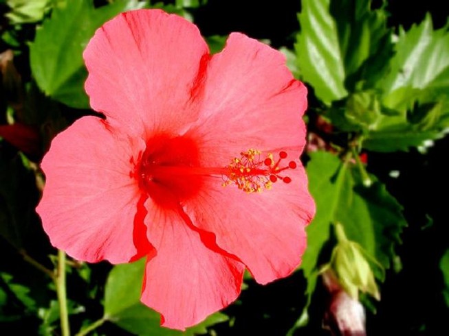Bí quyết làm đẹp bằng hoa của Ấn Ðộ