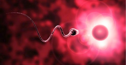 10 điều bạn ít biết về tinh trùng