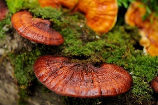 Nấm linh chi, vũ khí mới chống tăng cân