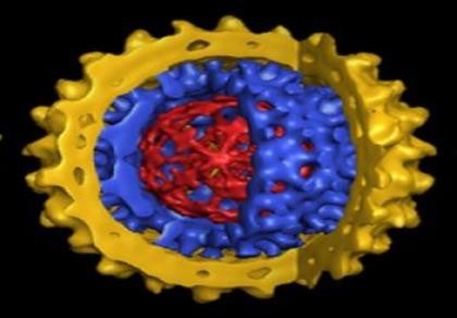 Nhiễm virus viêm gan B có gây xơ gan?