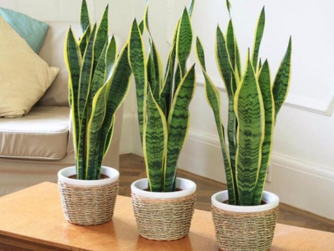 Những cách đơn giản giảm độc tố trong không khí