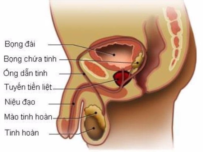 Hướng dẫn tự khám để phát hiện sớm ung thư tinh hoàn