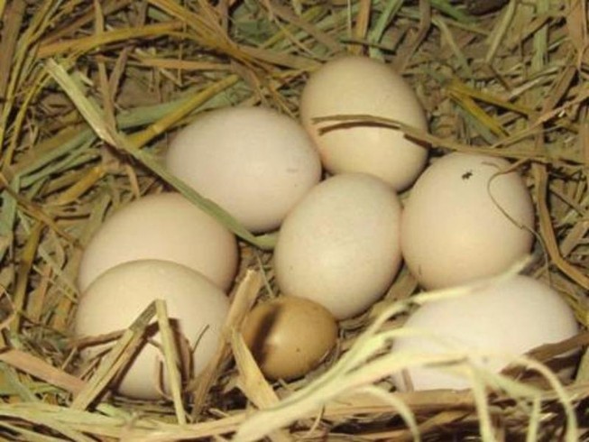 20-11 và 10 quả trứng gà...