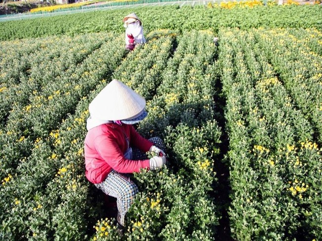 Làng hoa cúc vàng Mỹ Bình hối hả vào vụ Tết