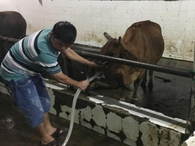Bắt cơ sở bơm nước vào trâu bò trước khi giết mổ