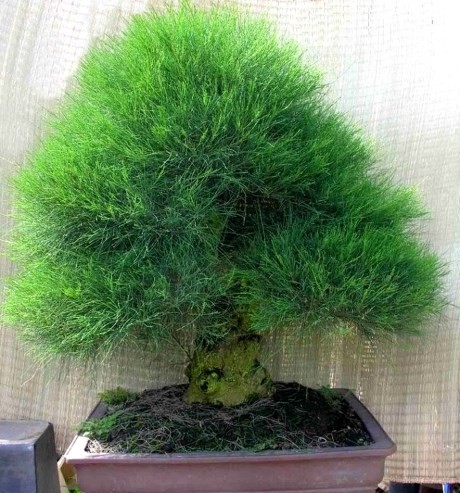 Những loài cây nhất quyết không được trồng trong vườn nhà
