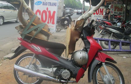 Chợ động vật hoang dã trên phố