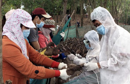 Virus cúm H7N9 có nguy cơ vào Việt Nam
