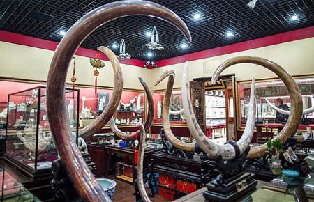 Buôn ngà voi ở Trung Quốc: Khó chặn