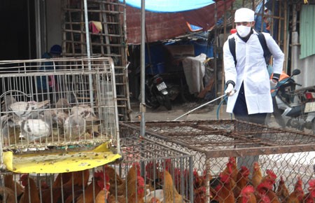 Ứng phó các tình huống phát hiện virus cúm A/H7N9