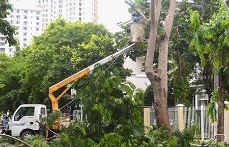 Công tác cây xanh: Mùa cao điểm