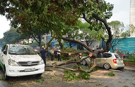 Cây đô thị ngã đổ: Lỗi người trồng và lỗi… vỉa hè!