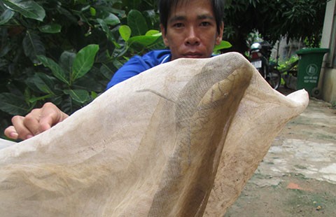 Rắn hổ chúa gây rắc rối pháp lý