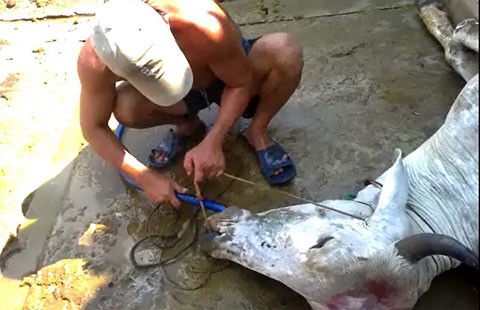 Kinh hãi bơm nước tăng trọng cho bò