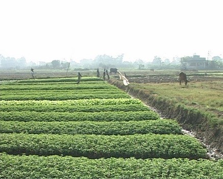 Rau đạt chuẩn VietGap hay không, khó phân biệt