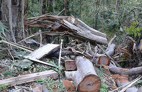Phát hiện thêm hai điểm phá rừng phòng hộ Sông Lũy