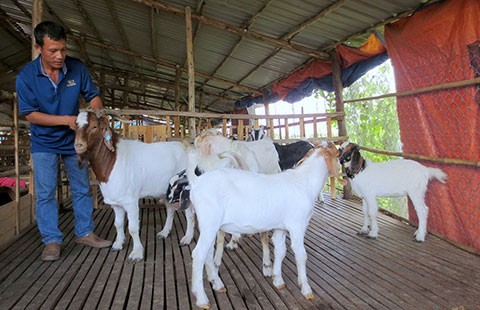 Cho thuê… dê phục vụ tết
