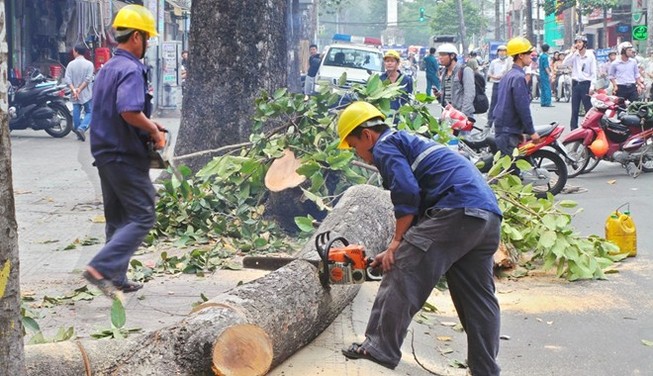‘Không có lợi ích nhóm khi chặt 6.700 cây xanh’