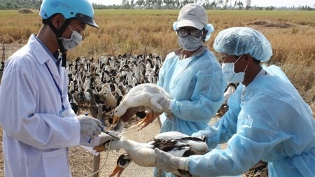 Nguy cơ cao virus cúm gia cầm lây sang người