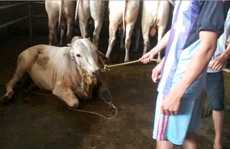 Thương lái di chuyển địa bàn giết mổ bò