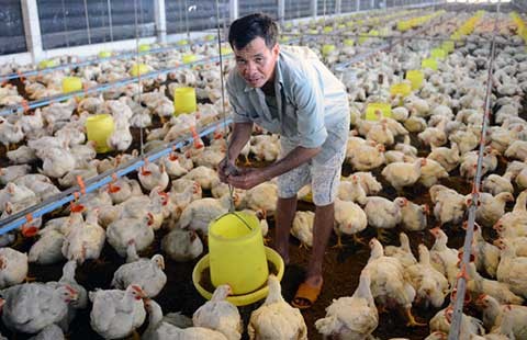 Gà vừa mở mắt đã ‘còng lưng’ gánh phí