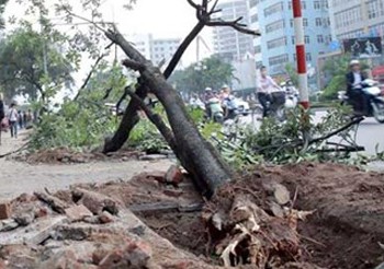 Lãnh đạo Hà Nội nhận khuyết điểm về vụ chặt cây xanh