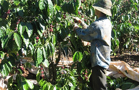 Starbucks và nỗi buồn cà phê Việt