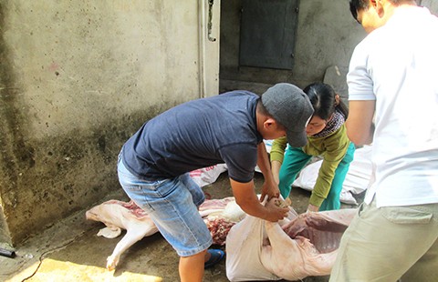 Xâm nhập ‘thủ phủ’ mổ heo lậu