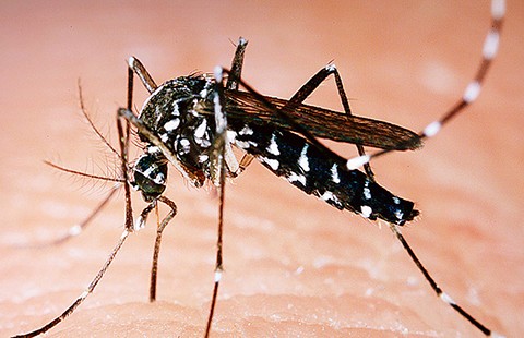 Phát hiện ca nhiễm virus Zika ở Indonesia