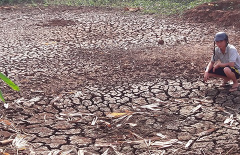 ‘Đứt ruột’ cắt lúa cho bò ăn vì hạn, mặn