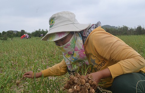 Tỏi đặc sản mất mùa, dân trắng tay