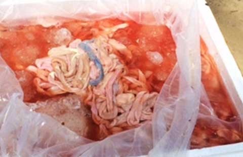 Gần 6 tấn da trâu bò, nội tạng thối trên 2 xe tải