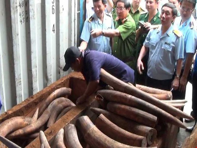 Những chiêu giấu ngà voi ‘bịt mắt’ máy soi
