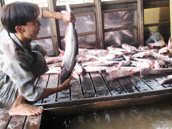 Xuất khẩu cá tra phải thu mua theo danh sách của Mỹ