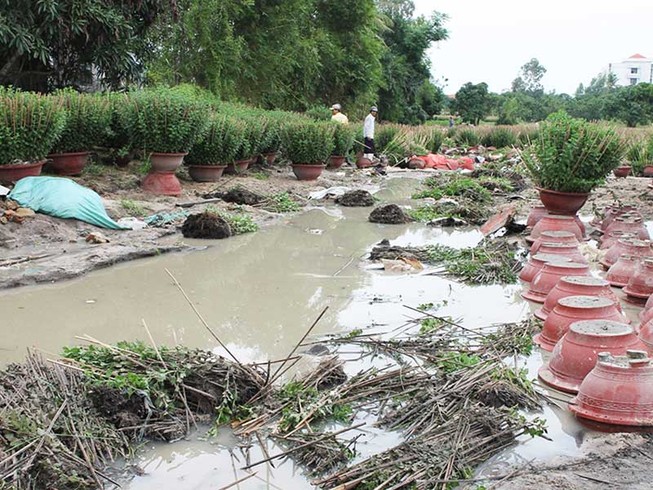 Hoa màu tan tác, nông dân miền Trung mất tết sau lũ