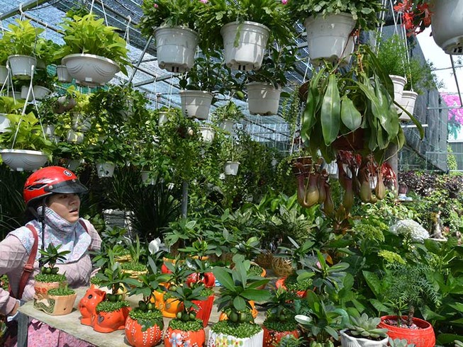 Hoa lạ, kiểng độc rục rịch ra chợ tết