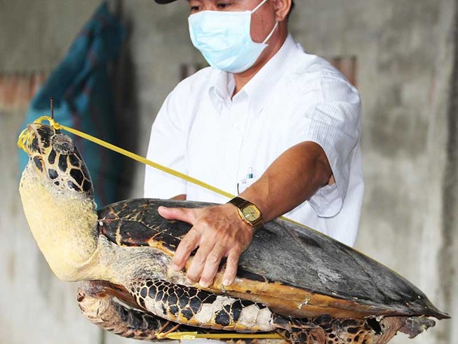 Tàng trữ 8.000 xác rùa biển, tai tượng