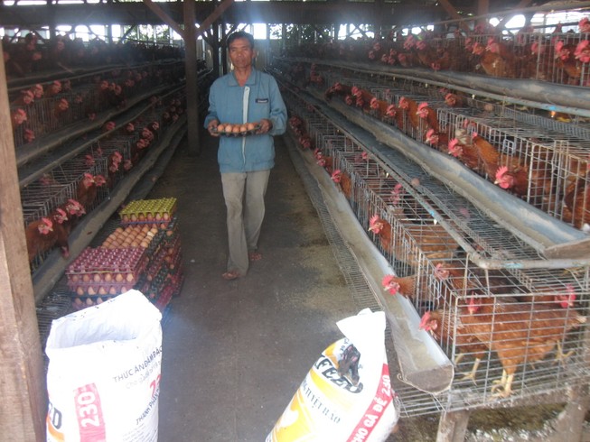 Gà Việt 'chết' vì đùi gà Mỹ siêu rẻ 7.000 đồng/kg ?